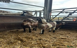 Goats livestock for sale: 3 Pygmy Nannies Available  - Image 3