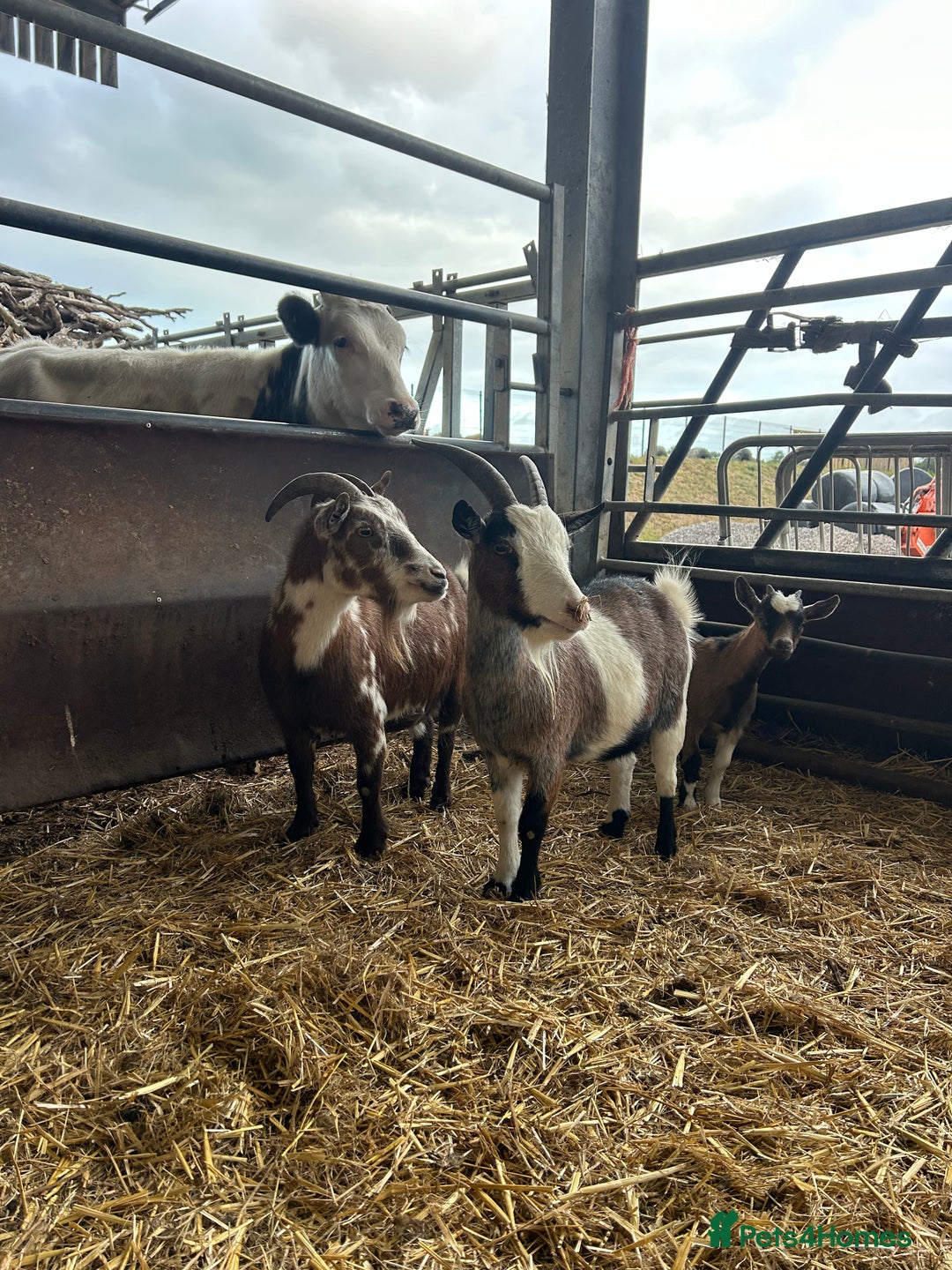 Goats livestock for sale: 3 Pygmy Nannies Available  - Image 3
