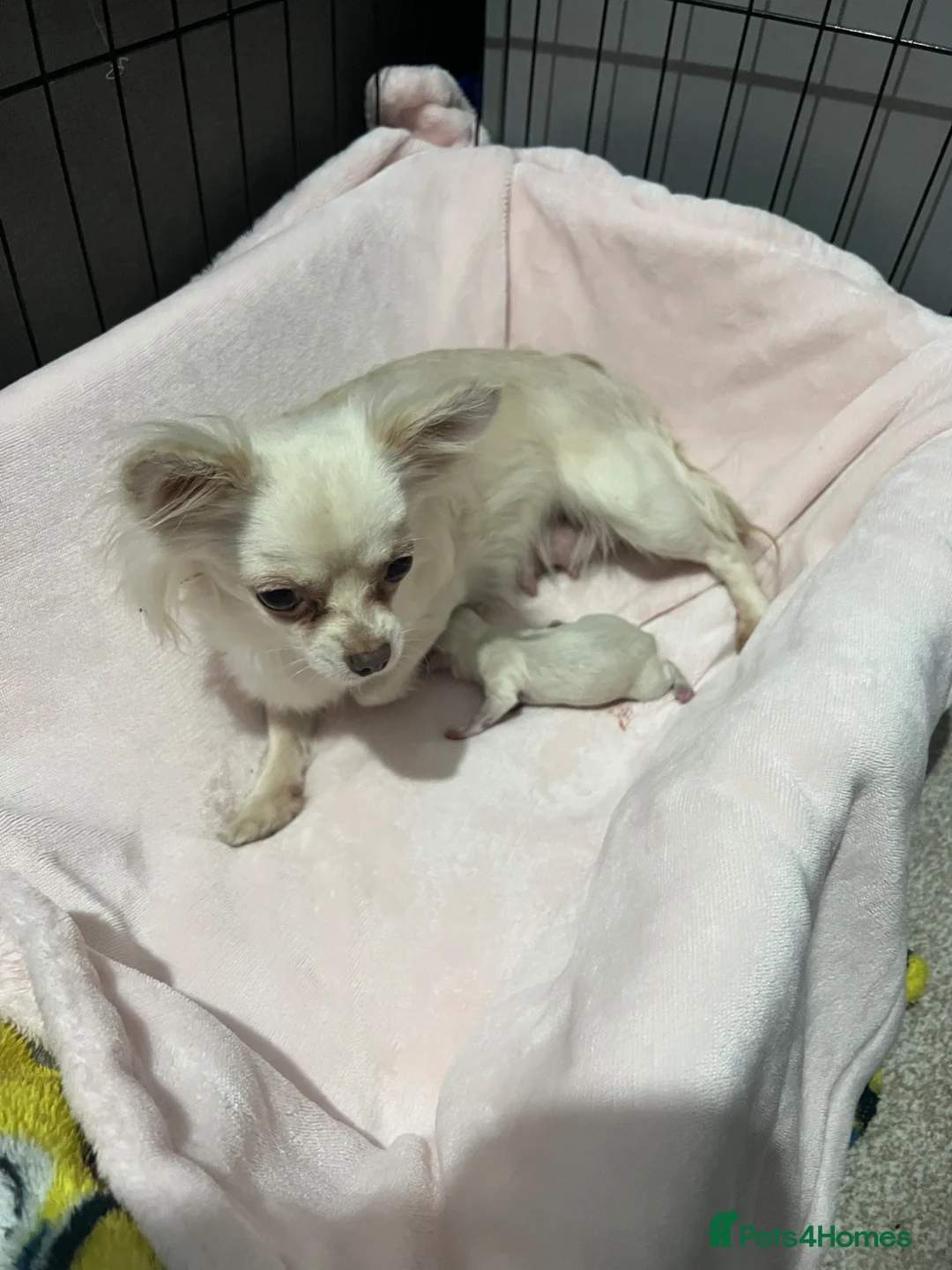 Chihuahua dogs for sale: Beautiful long hair boy  - Advert 3