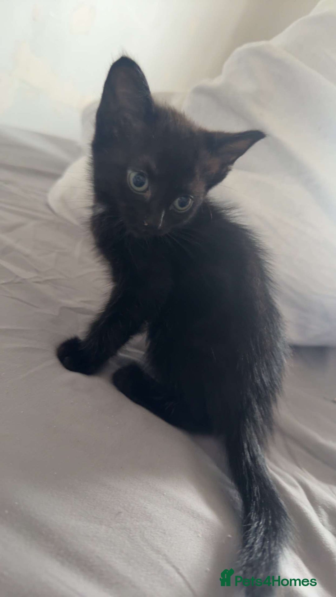 Bengal cats for sale: £40 🐾Ready now Last bengal cross kitten 🐾 - Image 2