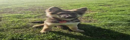 German Shepherd dogs for sale: KC Registered German Shepherd puppy  - Advert 8