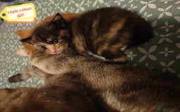 Mixed Breed cats for sale: 6 Gorgeous Kittens Looking for Forever Homes  - Image 7