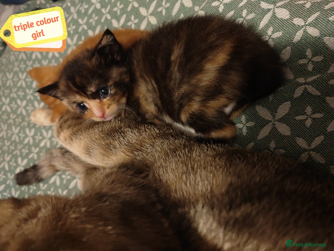 Mixed Breed cats for sale: 6 Gorgeous Kittens Looking for Forever Homes  - Image 7