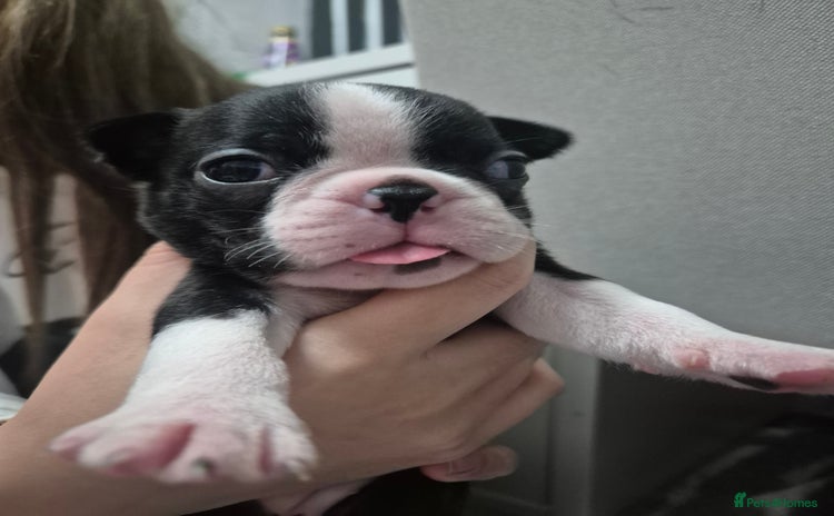 Boston Terrier dogs - Advert 1