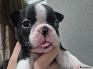 Boston Terrier dogs - Advert 3