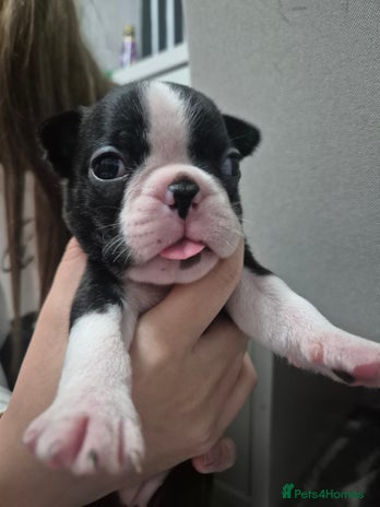 Boston Terrier dogs - Advert 1