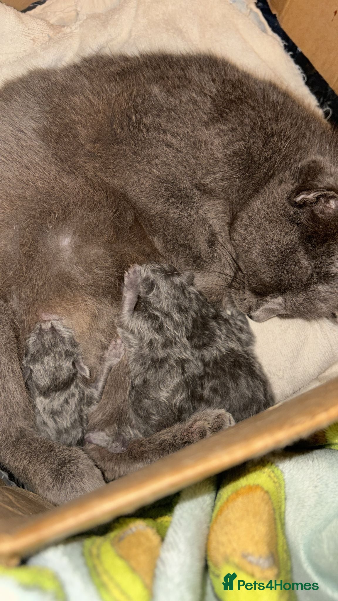 Russian Blue cats Gorgeous bundle - Advert 1