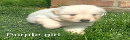 German Shepherd dogs for sale: Gorgeous German Shepherd pups for sale - Advert 8