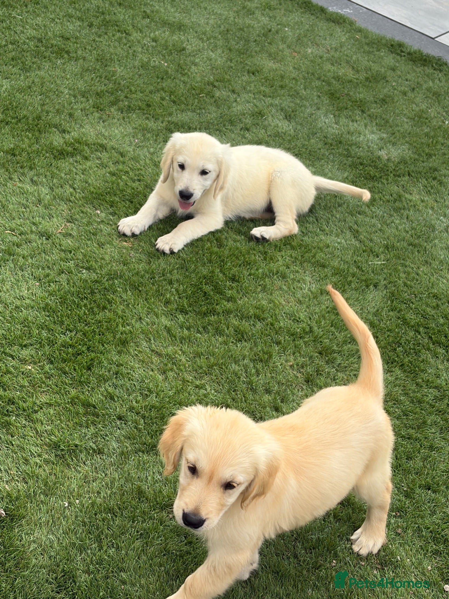 Golden Retriever dogs Kc reg golden retriever puppies  - Advert 14