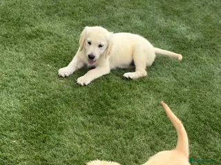 Golden Retriever dogs Kc reg golden retriever puppies - Advert 14