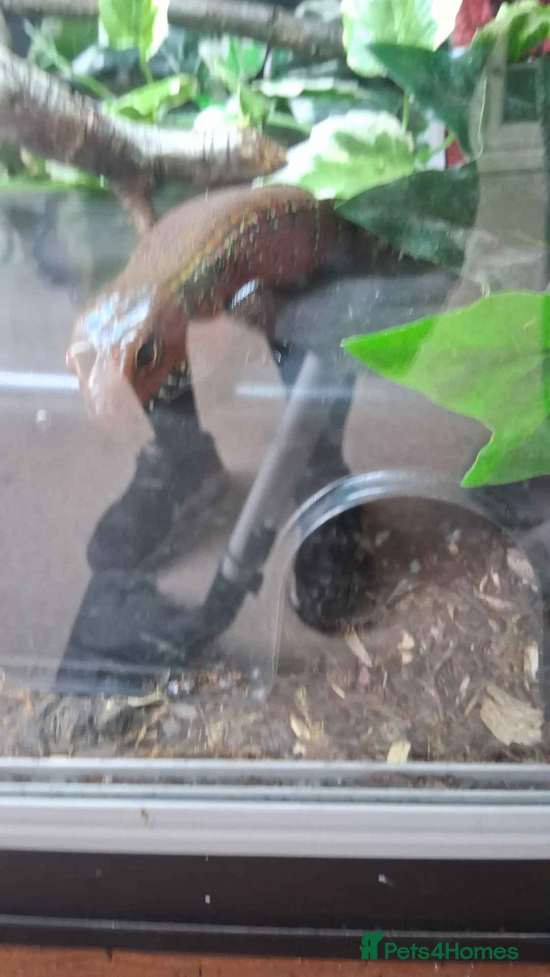 Skink reptiles for sale: African fire skink - Advert 2