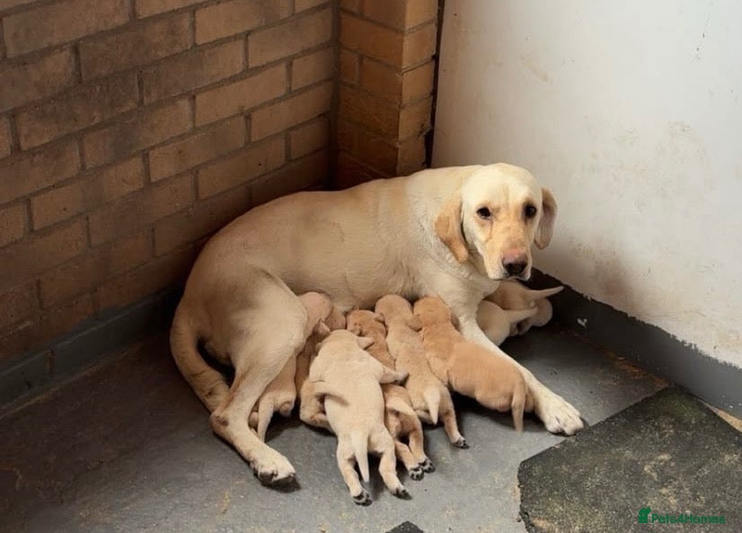 Labrador Retriever dogs Labrador four month old puppy girl - Advert 11