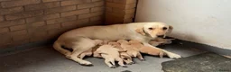 Labrador Retriever dogs for sale: Labrador four month old puppy girl - Advert 1