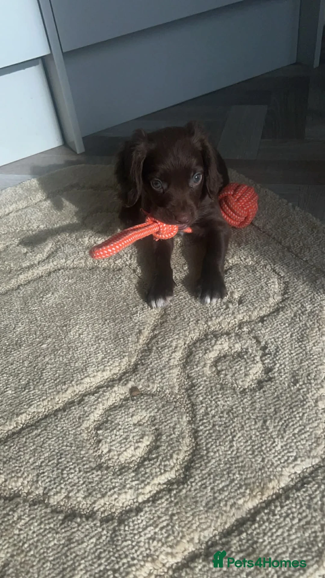 Cocker Spaniel dogs for sale: Last girl out of litter of 7  - Advert 1