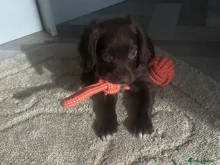 Cocker Spaniel dogs Last girl out of litter of 7 - Advert 1