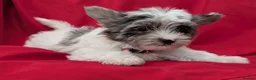 Yorkshire Terrier dogs for sale: Stunning Yorkshire Litter of Unique Colours - Advert 4