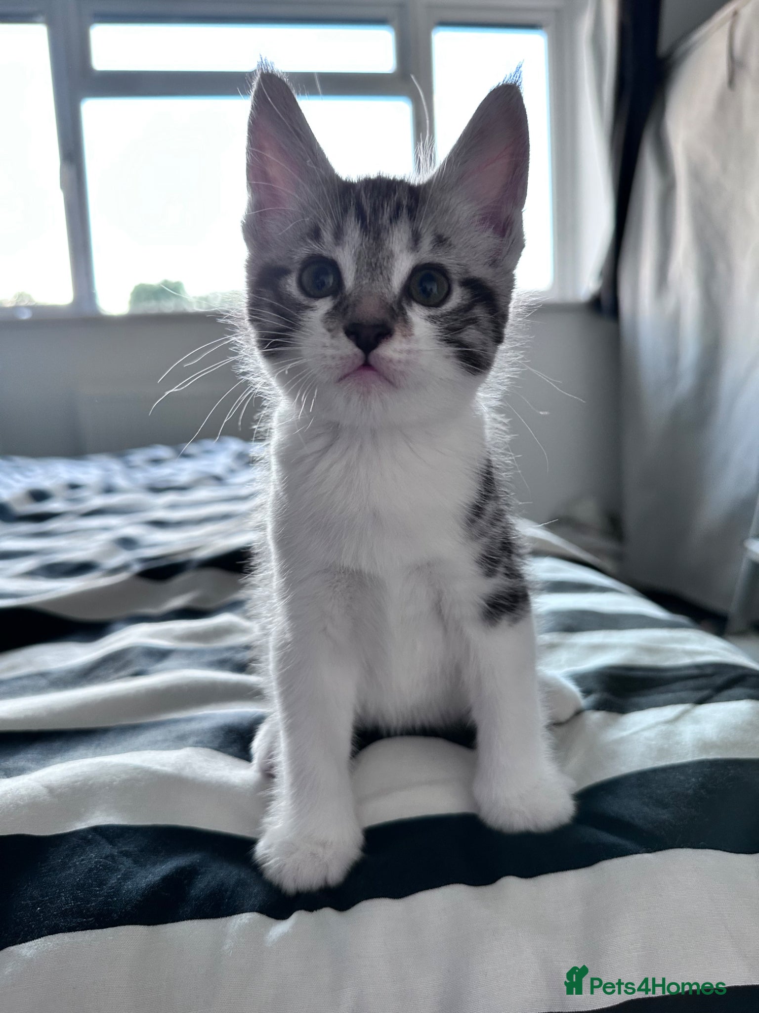 Maine Coon cats for sale: 3 beautiful Maine coon/ Mix boy kittens left  - Advert 10