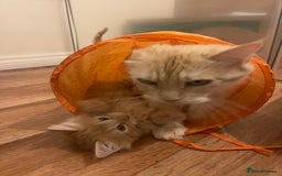 Mixed Breed cats for sale: 5 Fluffy Half Maine Coon kittens - Advert 9