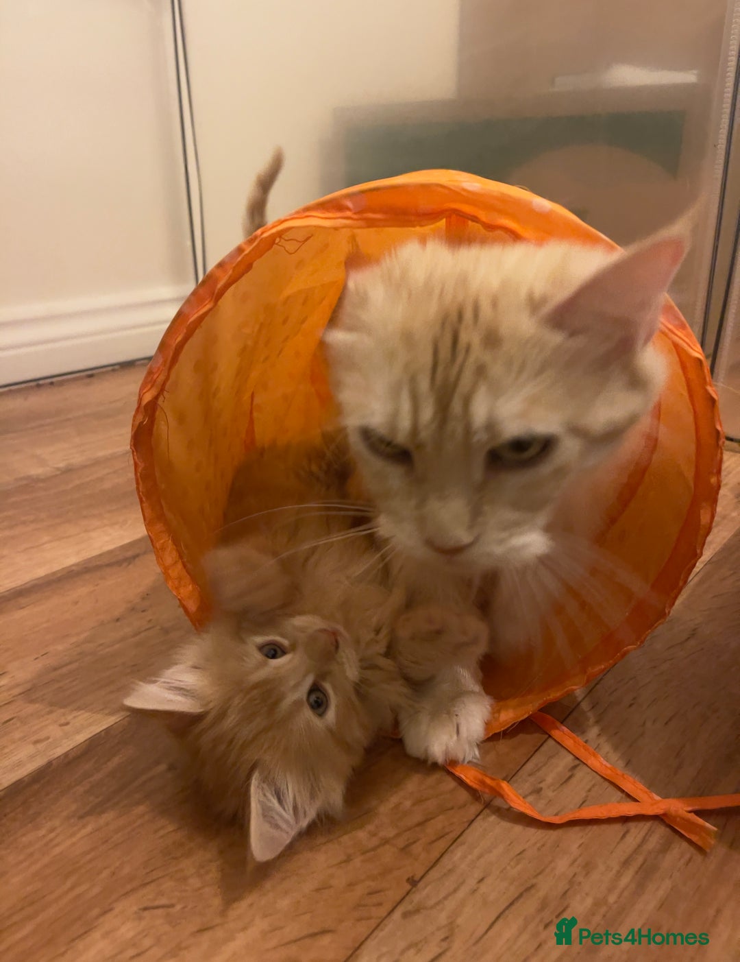 Mixed Breed cats for sale: 5 Fluffy Half Maine Coon kittens - Advert 9