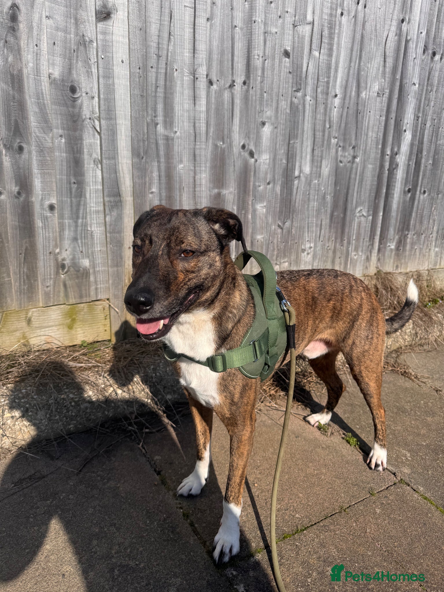 Mixed Breed dogs Harry - Advert 14