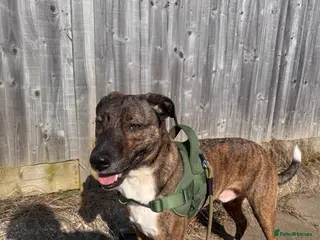 Mixed Breed dogs Harry - Advert 2