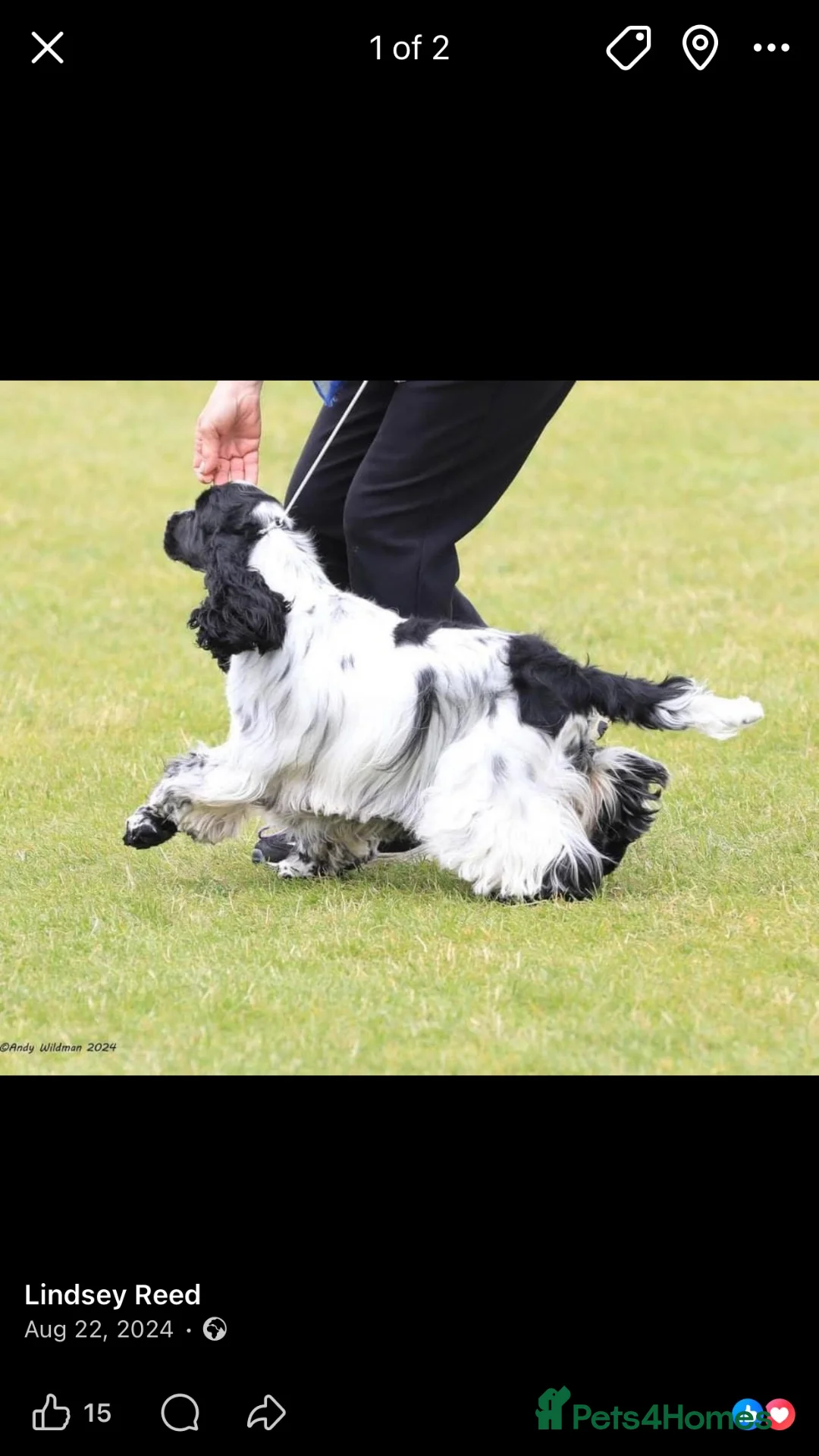 Cocker Spaniel dogs for sale: Show cockers - Advert 7