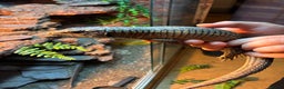 Lizard reptiles for sale: Pair of Sudan plated lizards - Advert 7