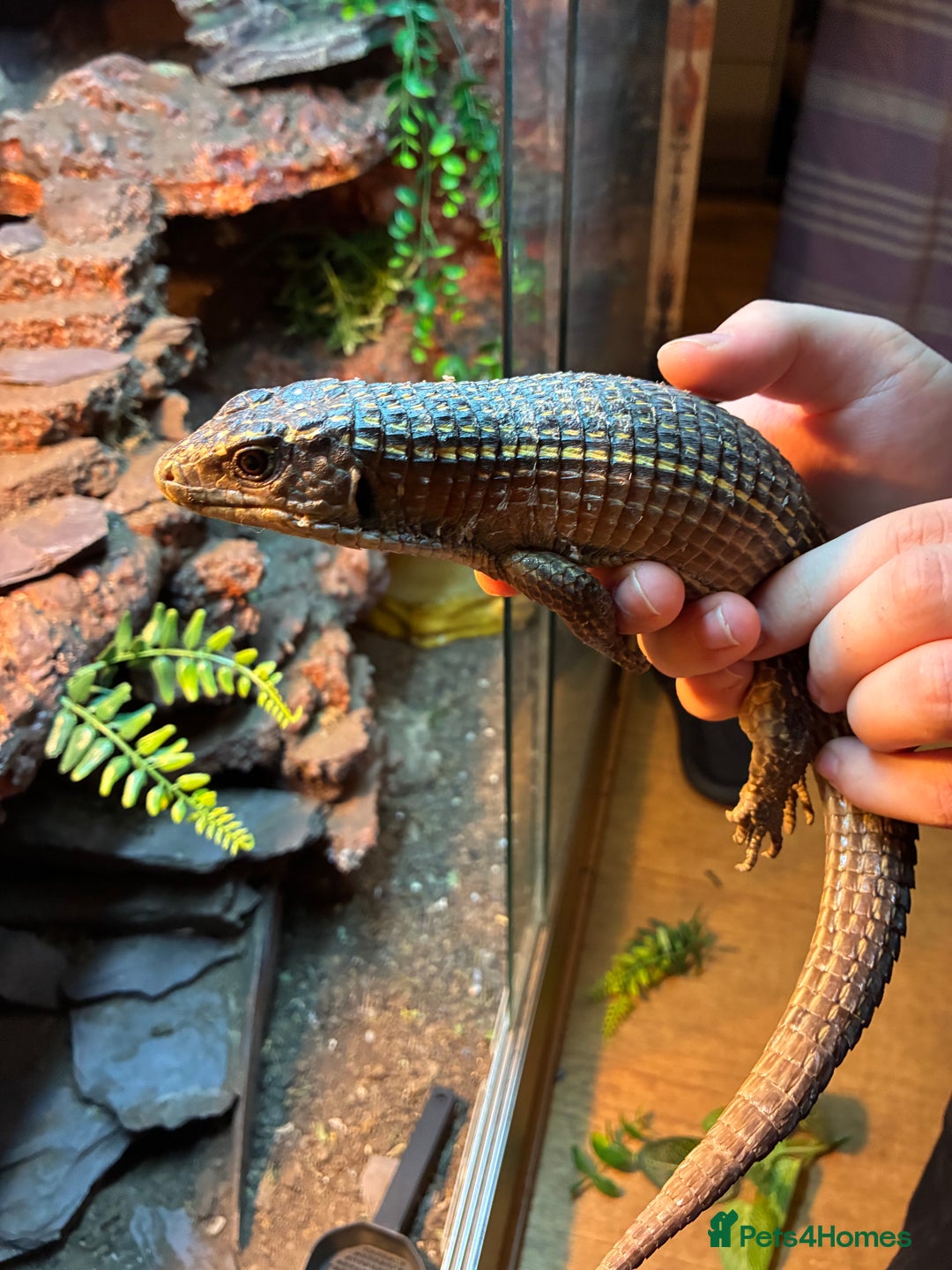 Lizard reptiles for sale: Pair of Sudan plated lizards - Advert 7