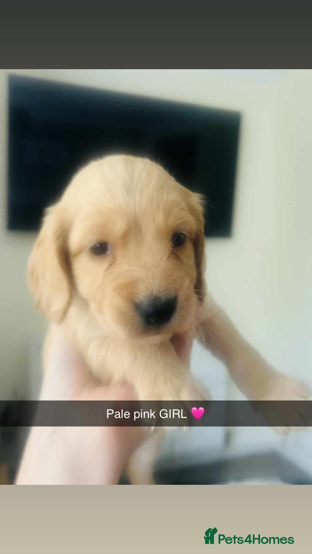 Cocker Spaniel dogs for sale: Cocker spaniel puppies for sale  - Image 6