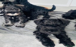 Miniature Schnauzer dogs for sale: KC Pedigree Mini Schnauzer - Image 24