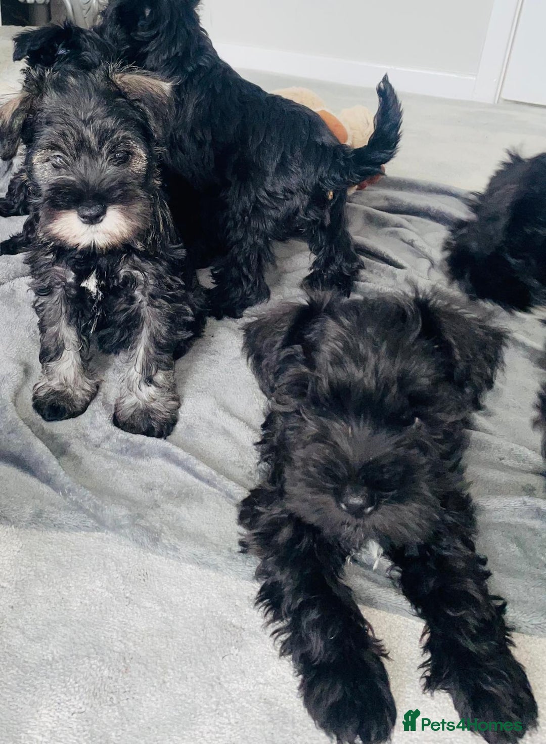 Miniature Schnauzer dogs for sale: KC Pedigree Mini Schnauzer - Image 24