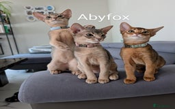 Abyssinian cats for sale: LAST 🤎🤎GIRL🐈 Available 💙🤎 TICA pedigree  in Ruislip - Image 13