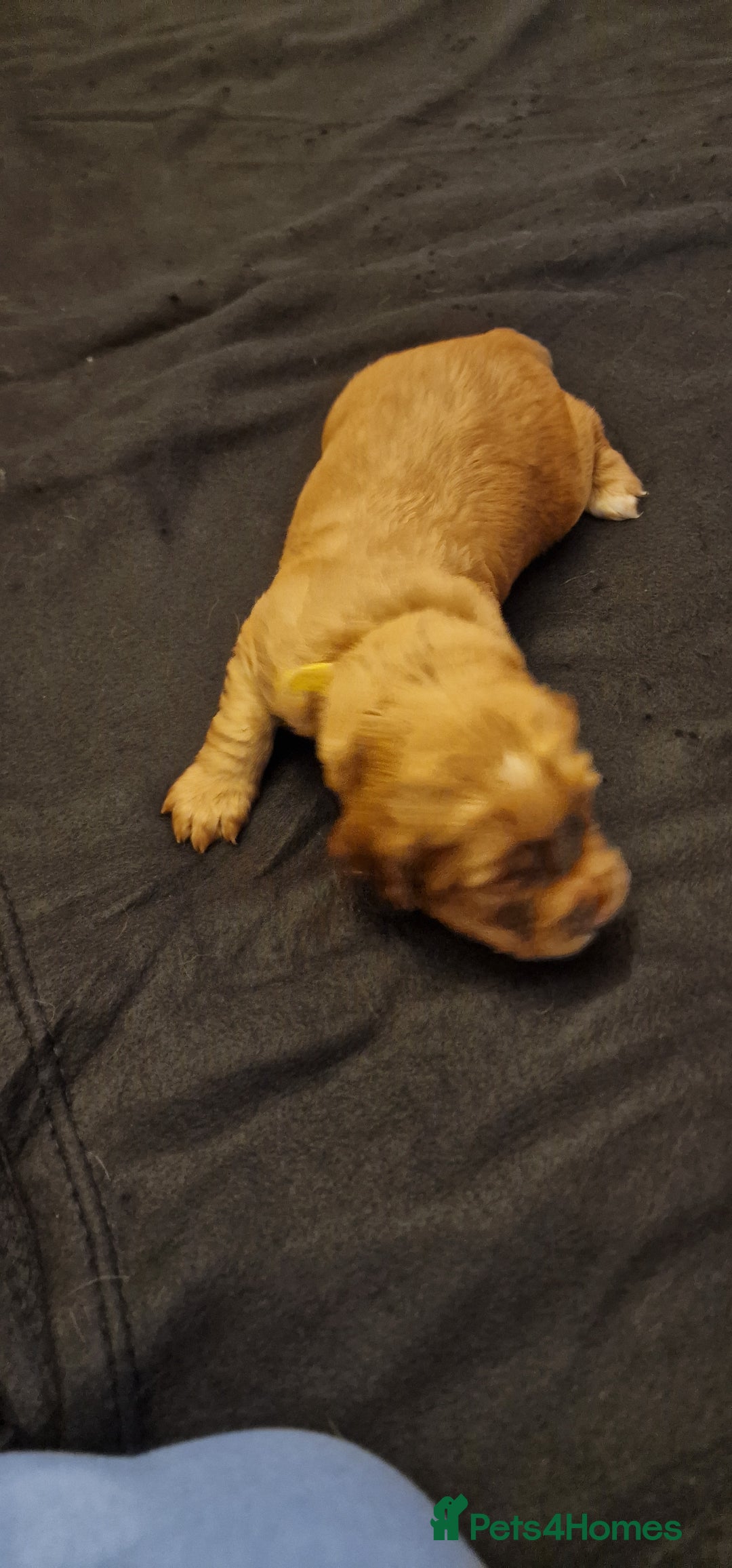 Cocker Spaniel dogs for sale: Cocker spaniel puppies - Image 29