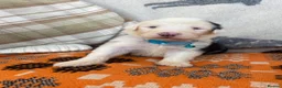 Old English Sheepdog dogs for sale: Old English sheep dog puppies  - Advert 11
