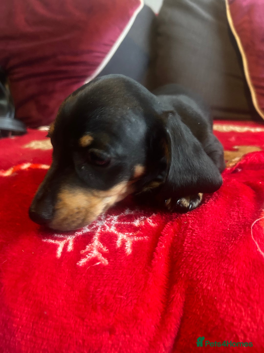 Miniature Dachshund dogs for sale: Miniature dachshund puppy’s  - Advert 5