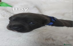 Staffordshire Bull Terrier dogs for sale: Staffordshire Bull Terrier Puppy - Image 11