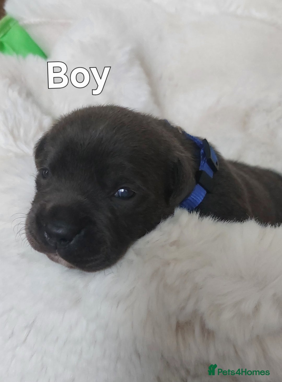 Staffordshire Bull Terrier dogs for sale: Staffordshire Bull Terrier Puppy - Image 11