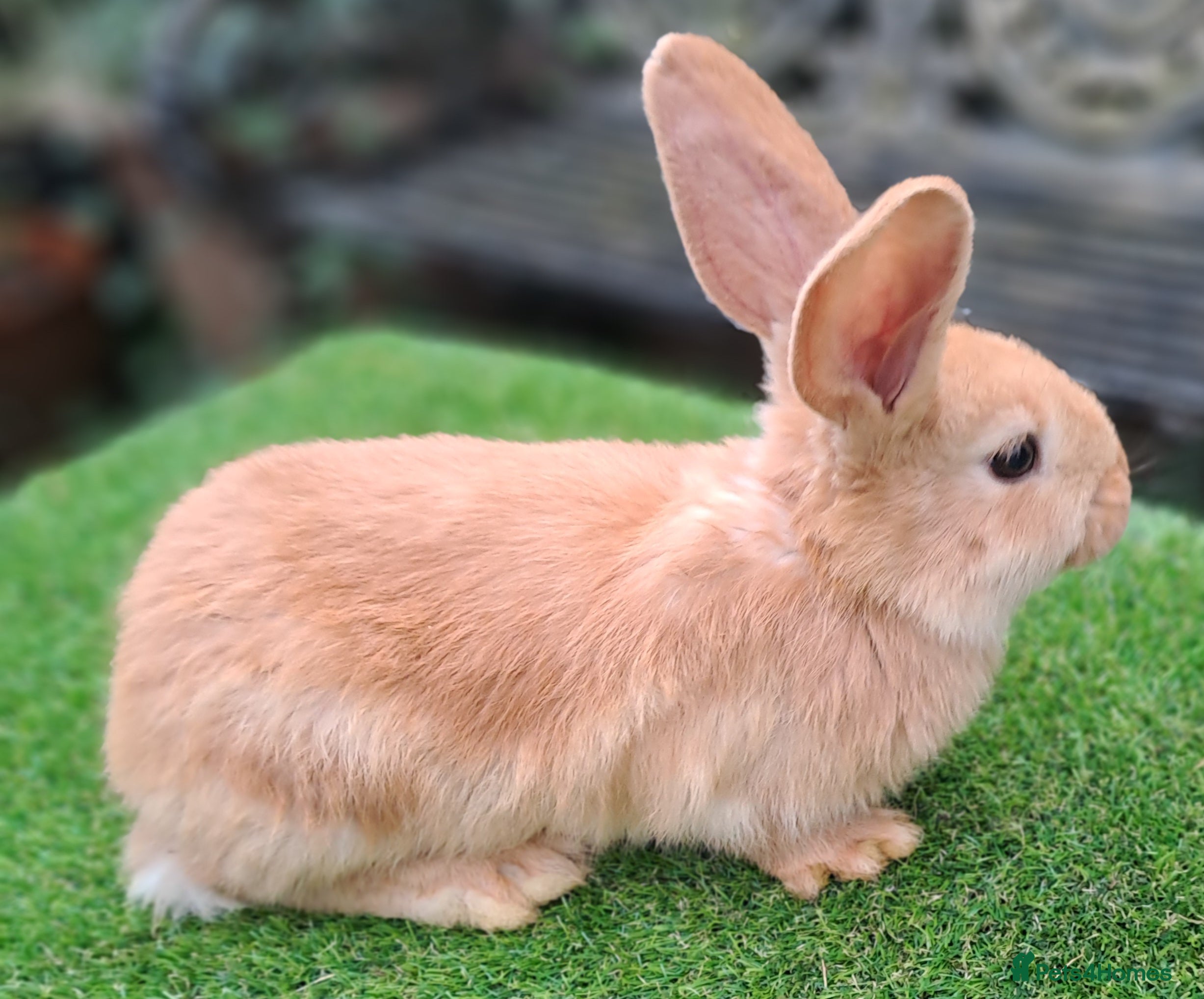 Continental Giant rabbits Pure Continental Giants  VACCINATED 3 in 1 Reserve - Advert 6