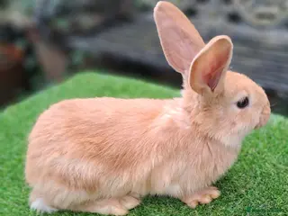 Continental Giant rabbits Pure Continental Giants VACCINATED 3 in 1 Reserve - Advert 6