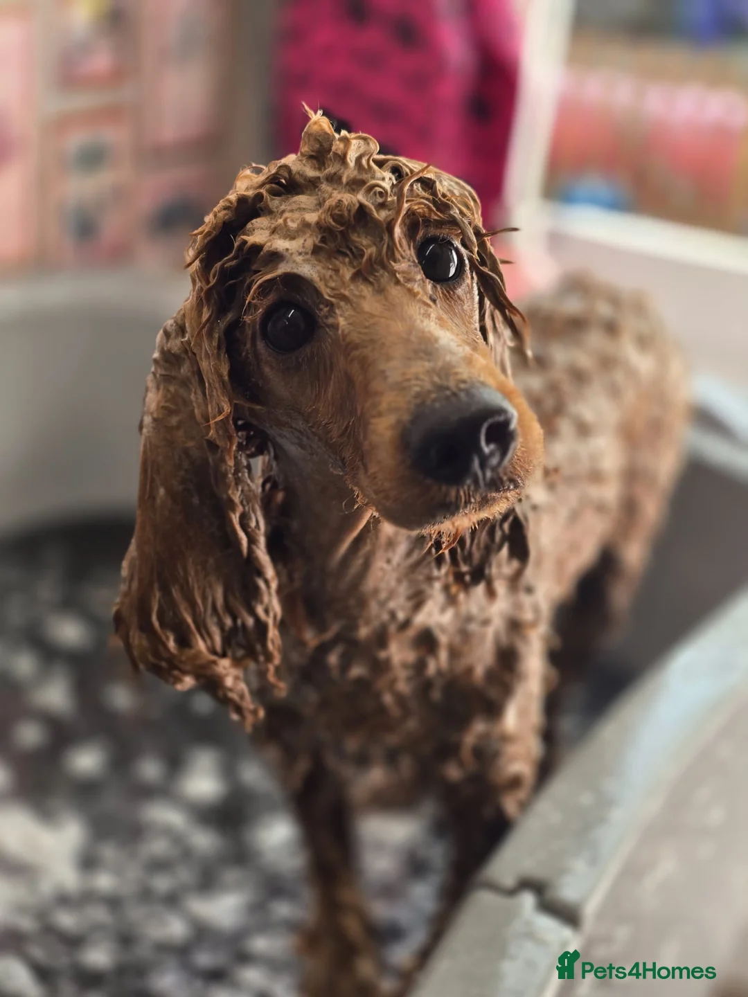 Miniature Poodle dogs for sale: Gorgeous Red Miniature Poodle Boy - 14 Months Old  in Bracknell - Advert 2
