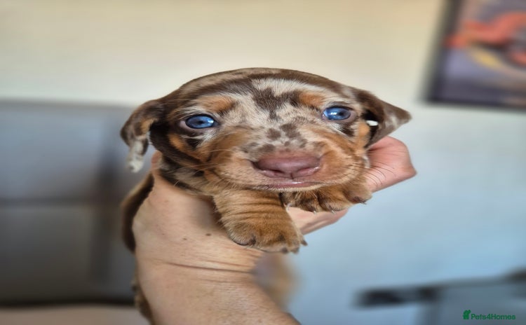 Dachshund dogs - Advert 2