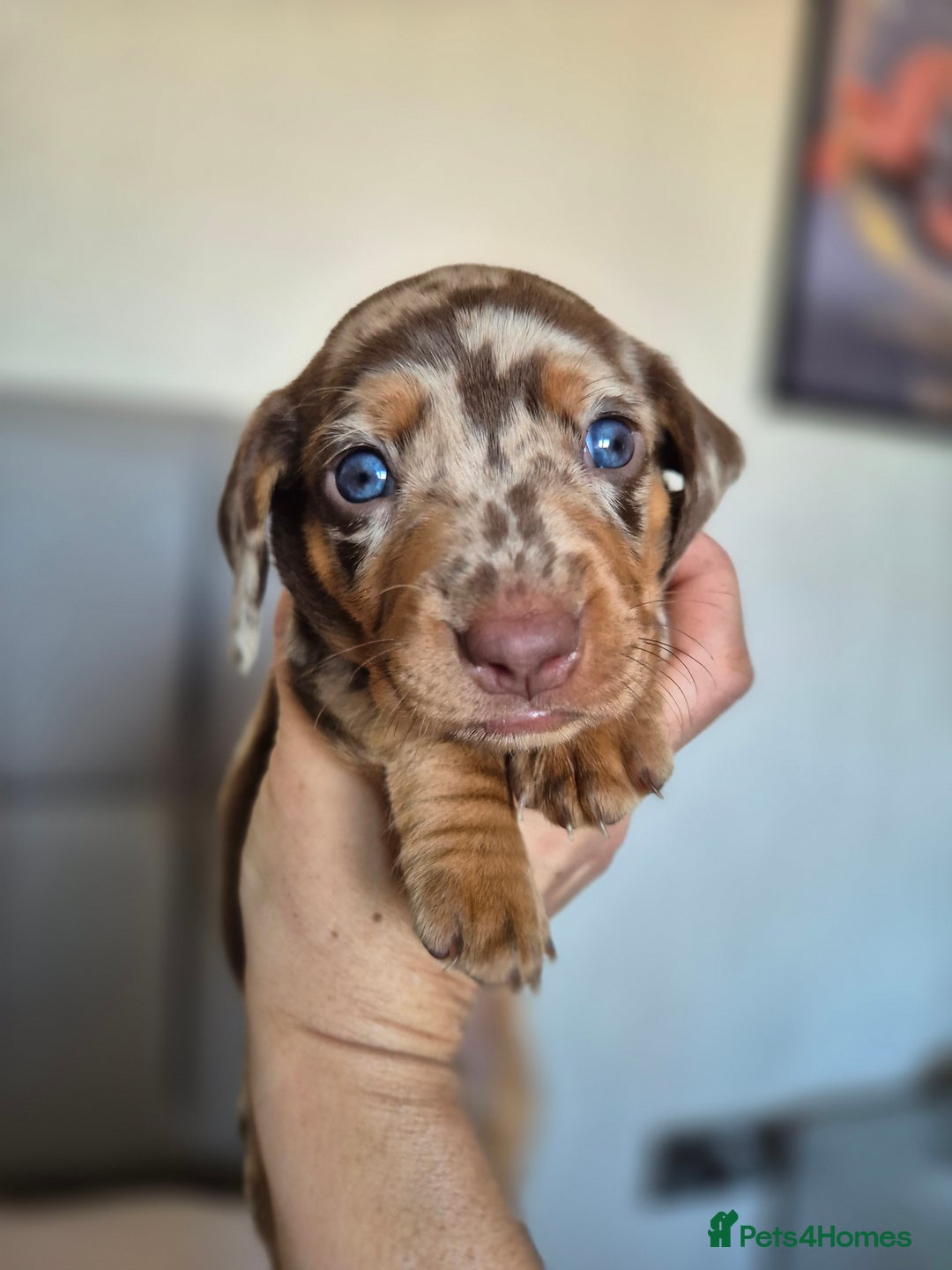 Dachshund dogs for sale: Miniature dachshund puppies PRA CLR - Image 1