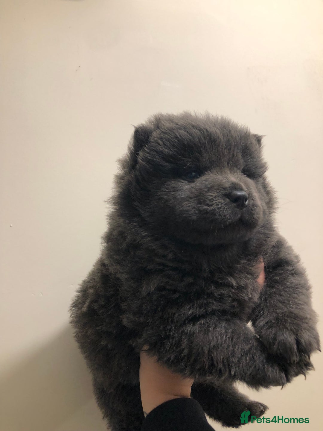 Chow Chow dogs for sale: BLUE CHOW CHOW GIRLS  - Advert 8