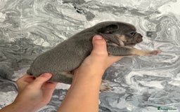 French Bulldog dogs for sale: KC REGISTERED FRENCH BULLDOG PUPPIES - Image 2