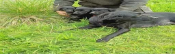 Labrador Retriever dogs for sale: Labrador puppies  in Keith - Advert 11
