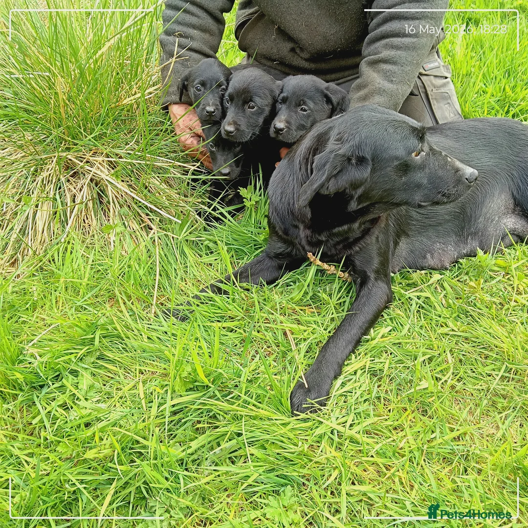 Labrador Retriever dogs for sale: Labrador puppies  in Keith - Advert 11