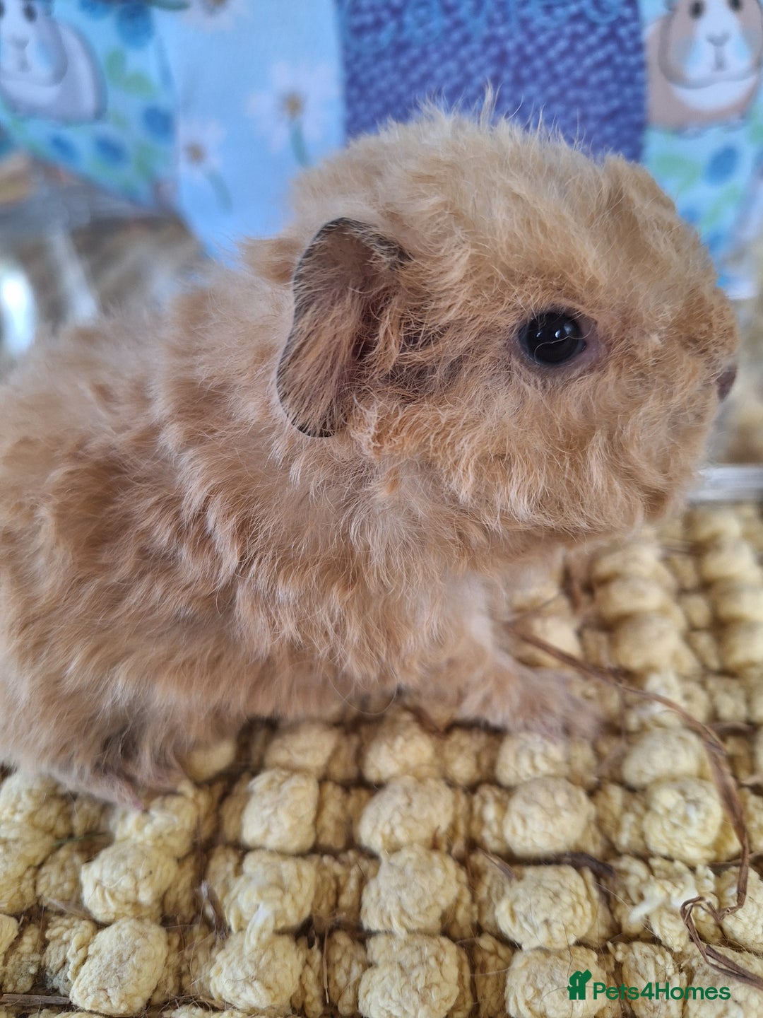 Guinea Pig rodents for sale: Pure Breed Merino pups  - Advert 3