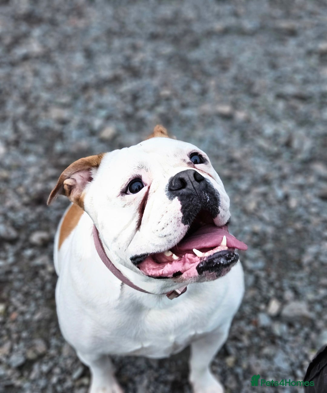 American Bulldog dogs for sale: Adorable Johnsons American Bulldog - Advert 2