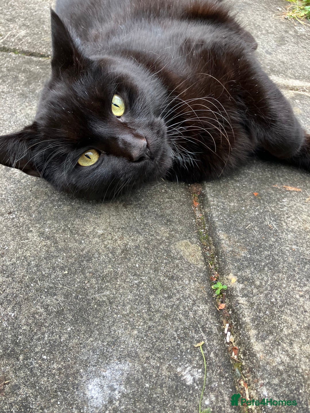 Mixed Breed cats for sale: Maine Coon Cross - Advert 7