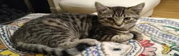 Mixed Breed cats for sale: Two adorable kittens looking for loving homes - Advert 3